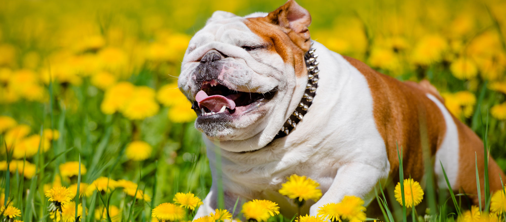 Little Paws Playhouse Yakima, WA