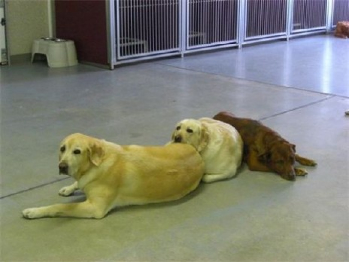 BOARDING RESTRICTIONS Little Paws Pet Resort